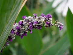 -桤木河湿地公园