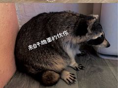 -浣熊柯尔鸭土拨鼠·电玩咖