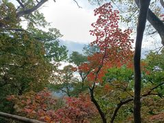 -天女山森林公园