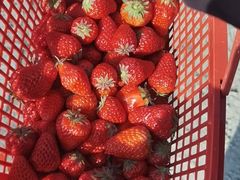 -喜杨洋草莓采摘园