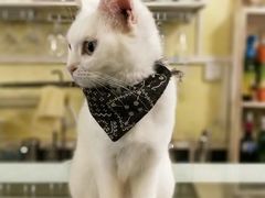 -猫色咖啡·猫咖