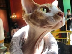 -猫色咖啡·猫咖