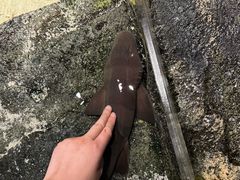 -迪拜水族馆及水下动物园