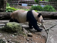 -都江堰中华大熊猫苑