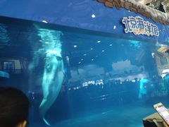 -安徽阜阳卷馍(西单店)