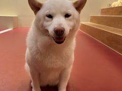 -和它·交个朋友·狗咖猫咖(爱琴海店)