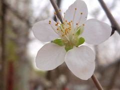 -桃花堤公园