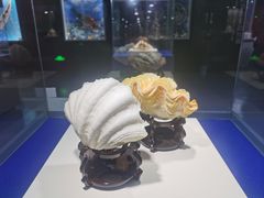 -贝壳王国博物馆