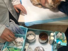 -恒幸动物医院·急重症转诊中心·神经内外科·CT核磁