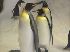 -悉尼海洋生物水族馆
