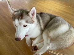 -Husky Go! 哈士奇体验馆·宠物咖啡厅狗咖