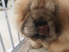 -共舞时光猫咖·狗咖(新街口店)