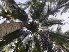 -三亚海棠湾万丽度假酒店