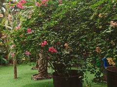 -呀路古热带植物园