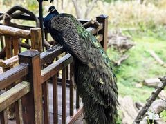 -普洱太阳河森林公园