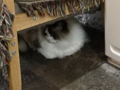 -喵屿·大理花园猫咖