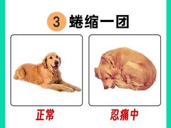 -申普宠物医院(总院)