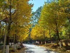 -长白岛森林公园