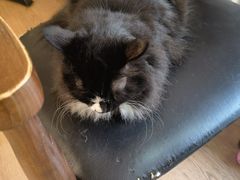 -有猫主题·治愈系猫咖(曾厝垵店)