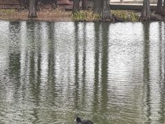 -贡湖湾湿地公园