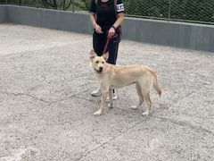 -多乐狗狗宠物训练工作室