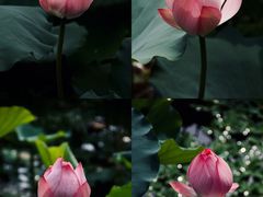 -荔湾湖公园