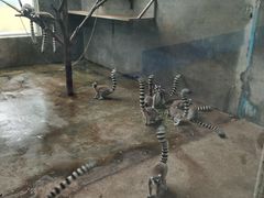 -西霞口神雕山野生动物世界