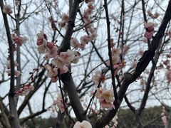 -无锡梅园公园