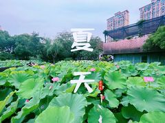 -陈家山荷花公园