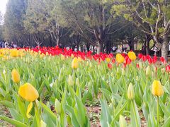 -石家庄市植物园