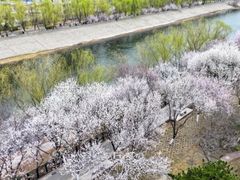 -桃花堤公园