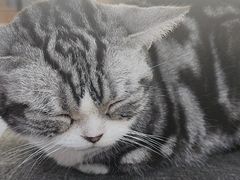 -喵园·猫主题咖啡厅·撸猫·猫咖(国贸店)