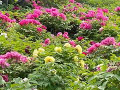 -莲花池公园