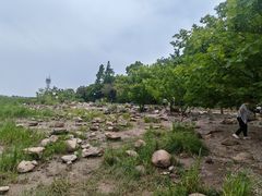 -吴淞炮台湾湿地森林公园烧烤区