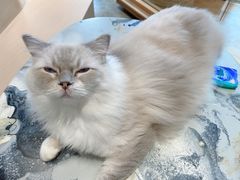 -瞄一喵猫咖(格力海岸店)
