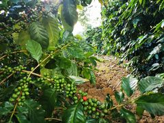 -Torch Coffee 炬点咖啡