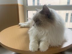 -鼓捣猫呢主题猫咖店