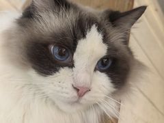 -李小姐の猫咖啡馆(五角场店)