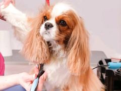 -佳雯宠物医院·皮肤科·内外科(春晓路分院)