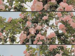 -名花谷生态庄园