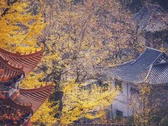 -遵化市禅林寺古银杏风景园