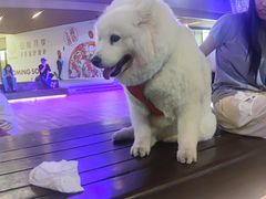 -瑞虹新天地月亮湾