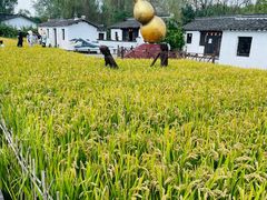 -溱湖国家湿地公园