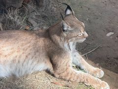 -青藏高原野生动物园