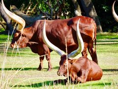 -奥兰多迪士尼动物王国乐园
