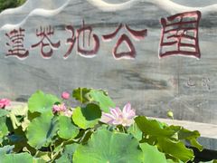 -莲花池公园