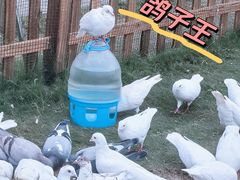 -南阳卧龙岗武侯祠