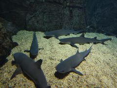 -烟台海昌鲸鲨海洋公园