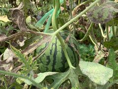 -庞各庄翠芳园西瓜蔬菜基地采摘园