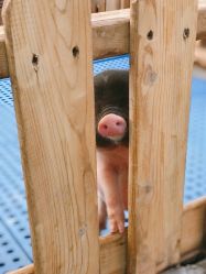 -萌宠亲子动物乐园(槐房万达店)